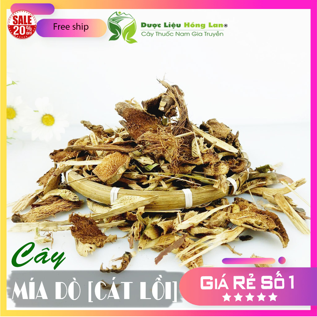 ✅[THƯỢNG HẠNG] Cây Mía Dò (Cây Cát Lồi) sấy khô loại 1