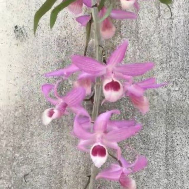 Cây giống hoa lan giả hạc Pháp