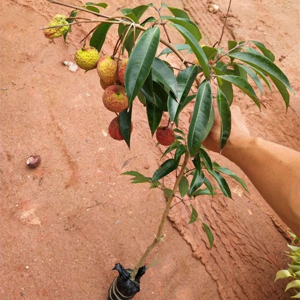 Cây giống vải thiều lùn không hạt thế hệ mới siêu quả - cây giống tốt，cây giống vải thiều hạt lép cho quả khi chín màu đỏ rực, ăn ngọt hạt lép hoặc không hạt ，quả vải to như quả trứng