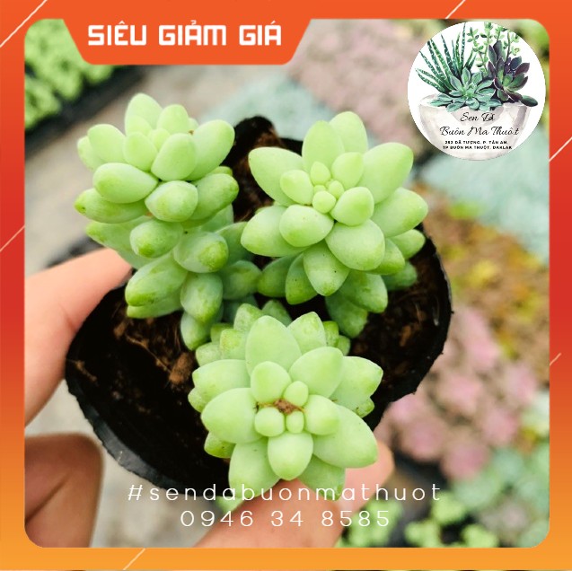 Sen đá chuỗi ngọc bi ❤️[siêu đẹp]❤️ - Sen đá Buôn Ma Thuột - BMT Garden lỗi 1 đổi 1