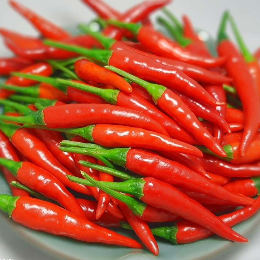 Ớt chỉ thiên (kg)