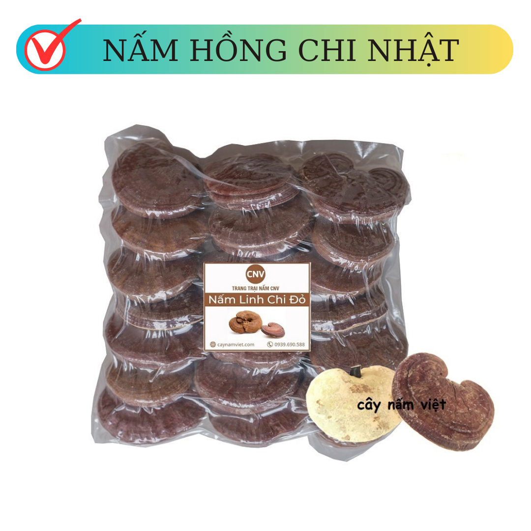 Nấm linh chi đỏ hồng chi nhật bản 500g - cây nấm việt