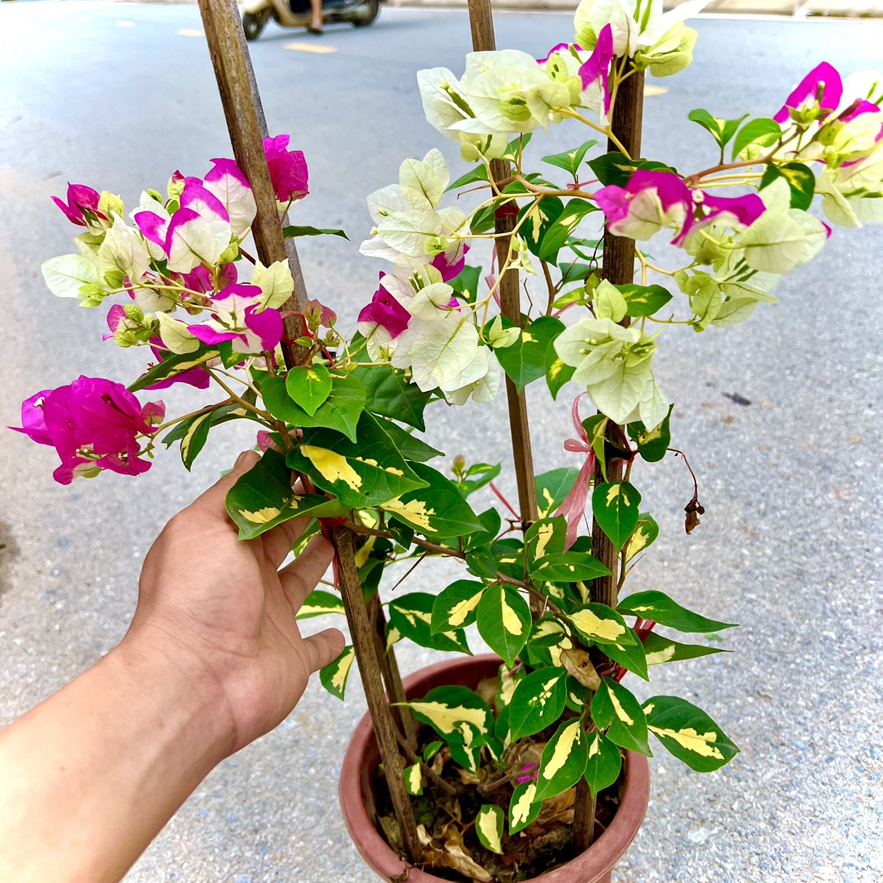 Cây hoa giấy cẩm thạch 2 màu trưởng thành cao 70cm