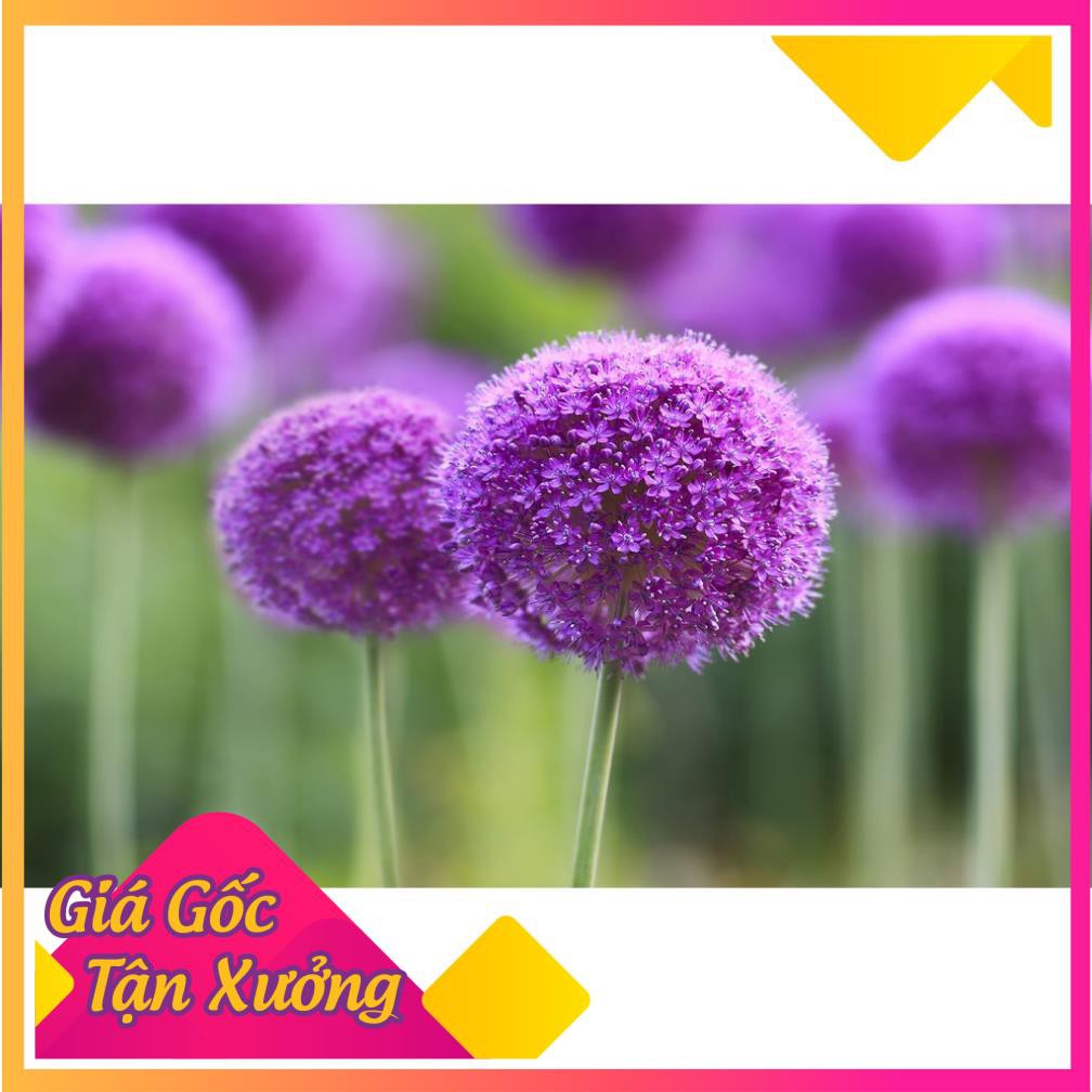 Khu vườn hạt giống hoa bồ công anh .