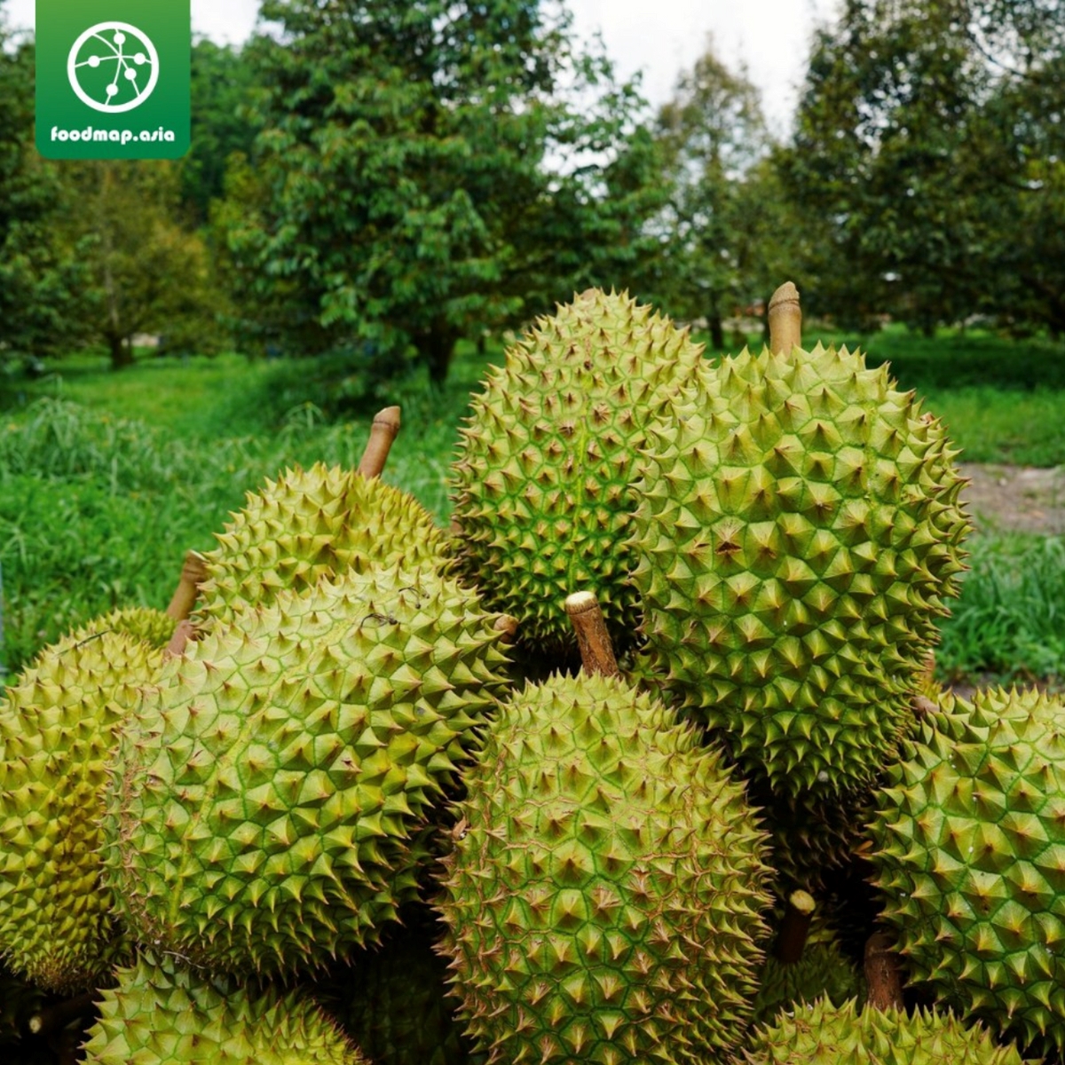 Sầu riêng ri6 - foodmap fruits - trái 3-3,5kg