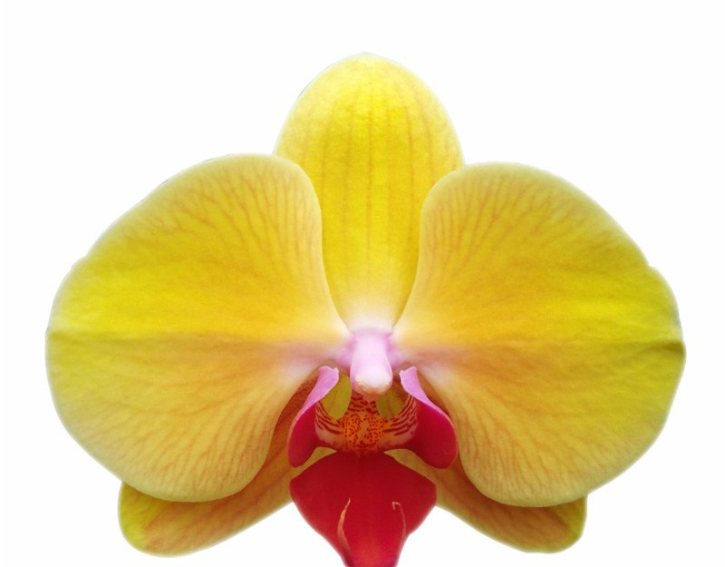 Lan hồ điệp vàng