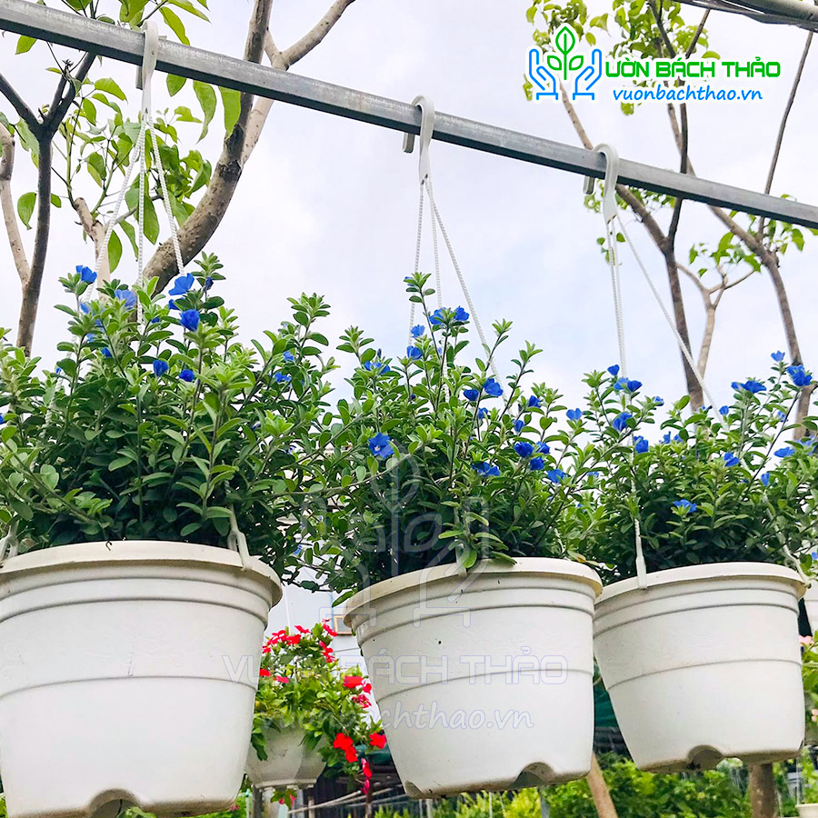 Cây hoa thanh tú chậu treo chịu nắng tốt