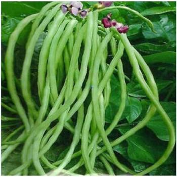 Hạt giống đậu đũa cao sản gói 50gr