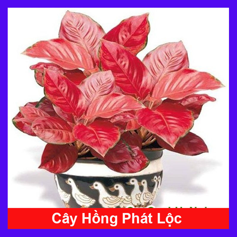 Cây Vạn Lộc Đỏ - Cây Hồng Phát Lộc - cây cảnh mini - cây cảnh để bàn - caykiengsadec