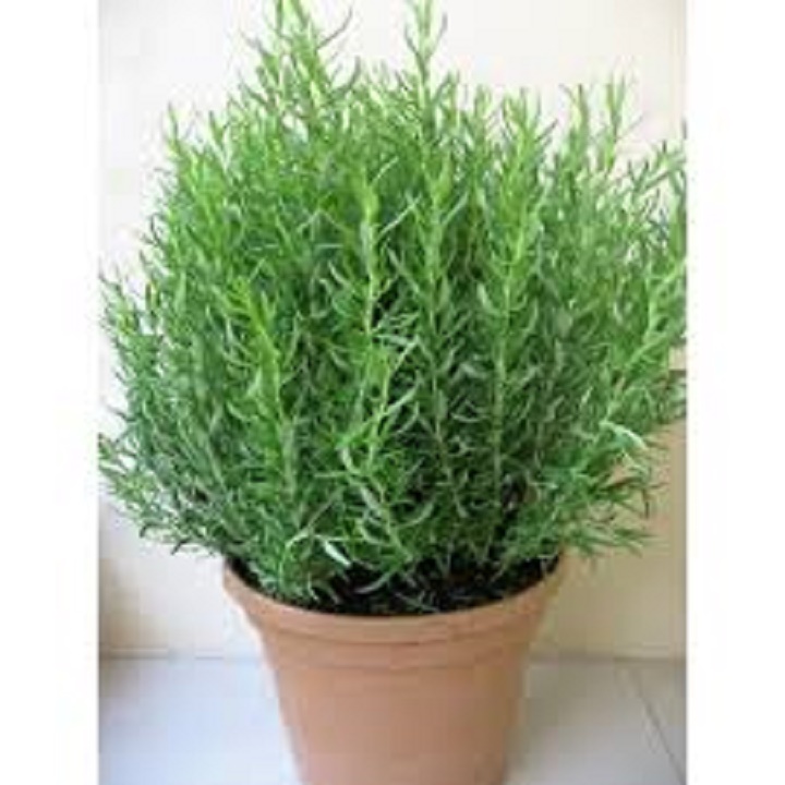 Chậu cây hương thảo
