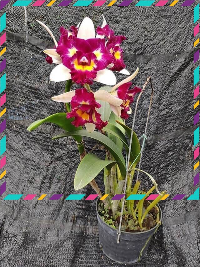 Hoa Lan cát đại