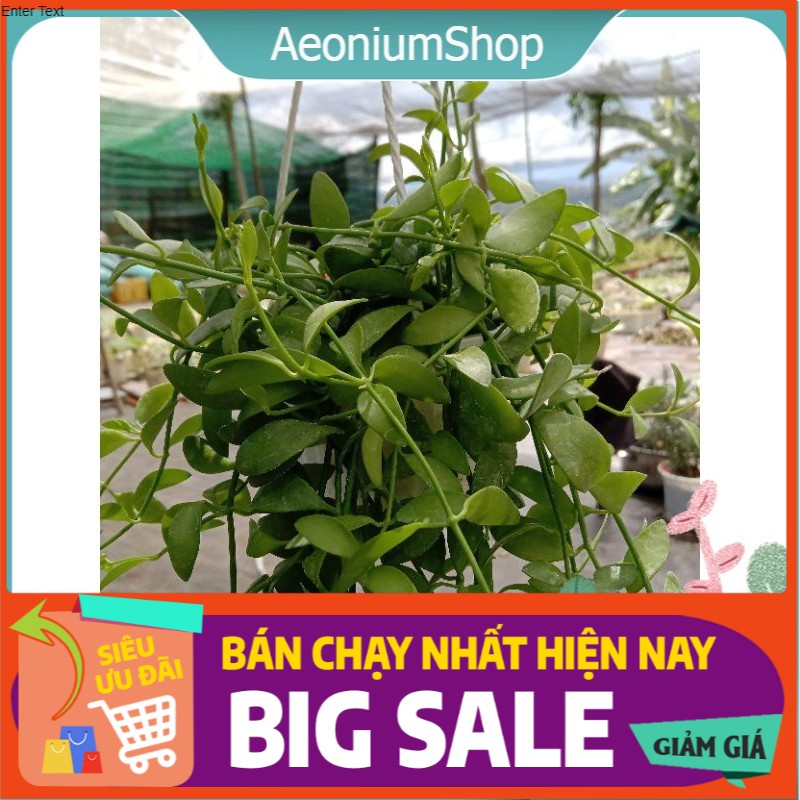 Cây Hạt Dưa Xanh Chậu Treo - Dischidia Oiantha