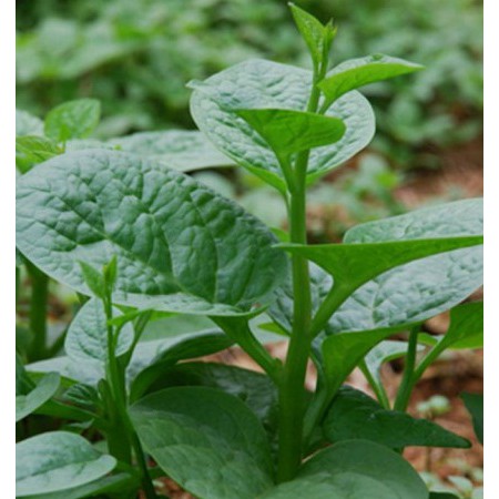 Hạt giống Mồng tơi lá to Tây Nam TN16