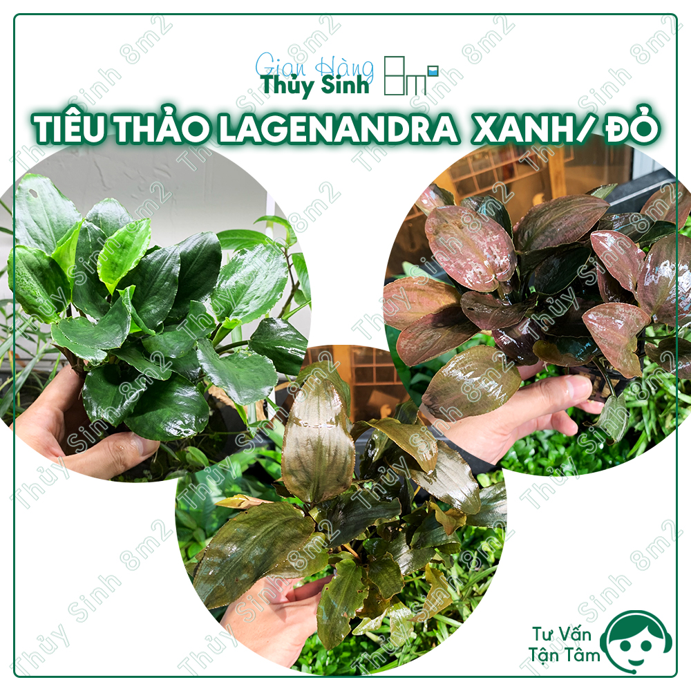 Tiêu thảo đỏ, lagenandra xanh | cây thủy sinh trung cảnh, cắm nền | 8m2