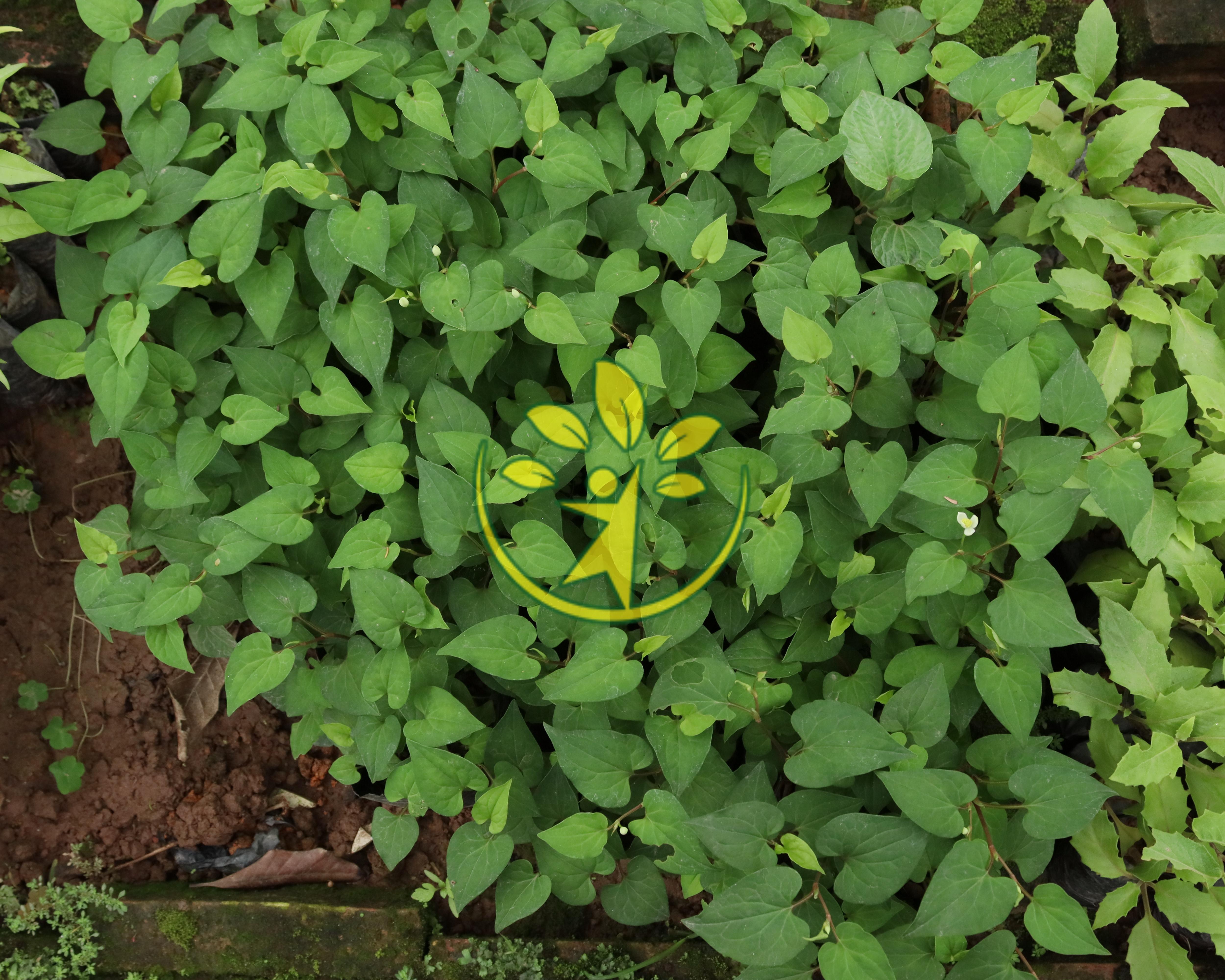 Bầu giống rau diếp cá chuẩn hàng - gửi cây như hình