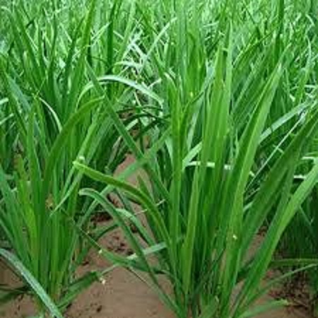 Hạt giống rau gia vị hẹ ta -gói 1gram
