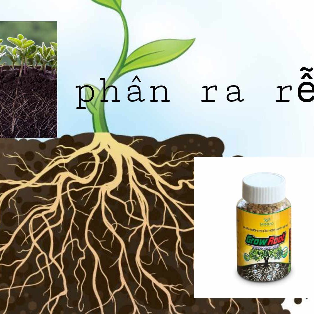 Phân bón ra rễ grow root 100gr,