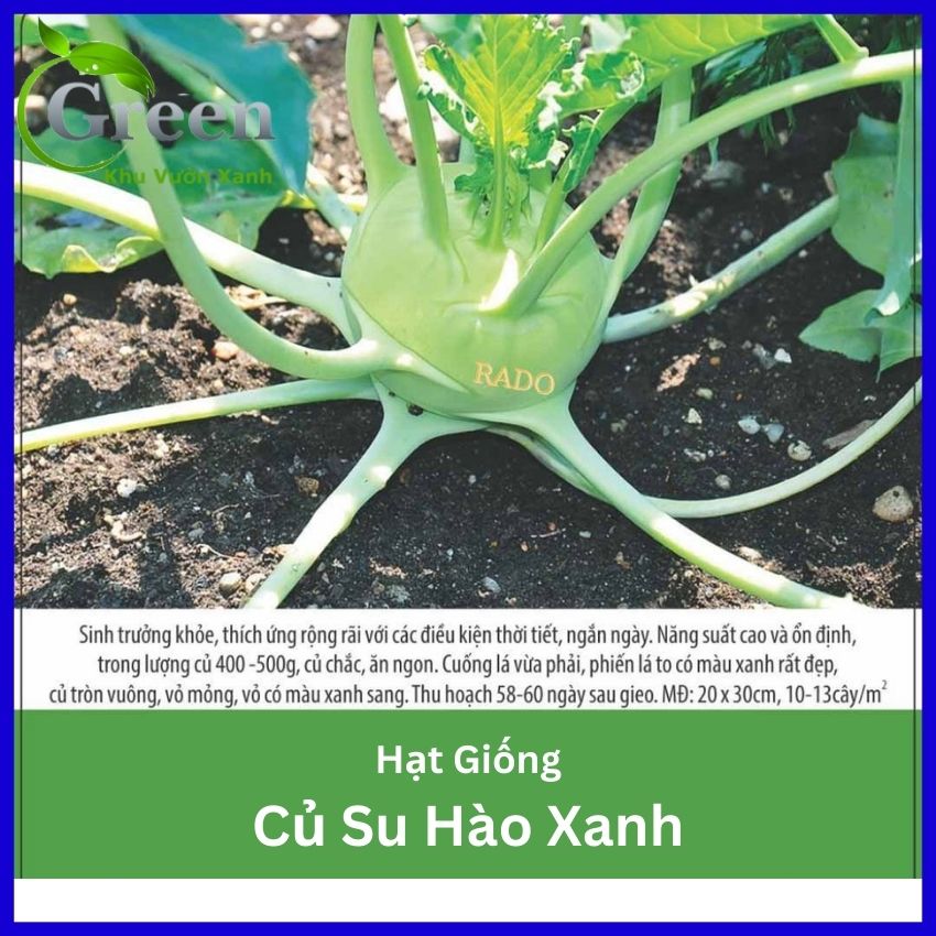 Hạt Giống Củ Su Hào
