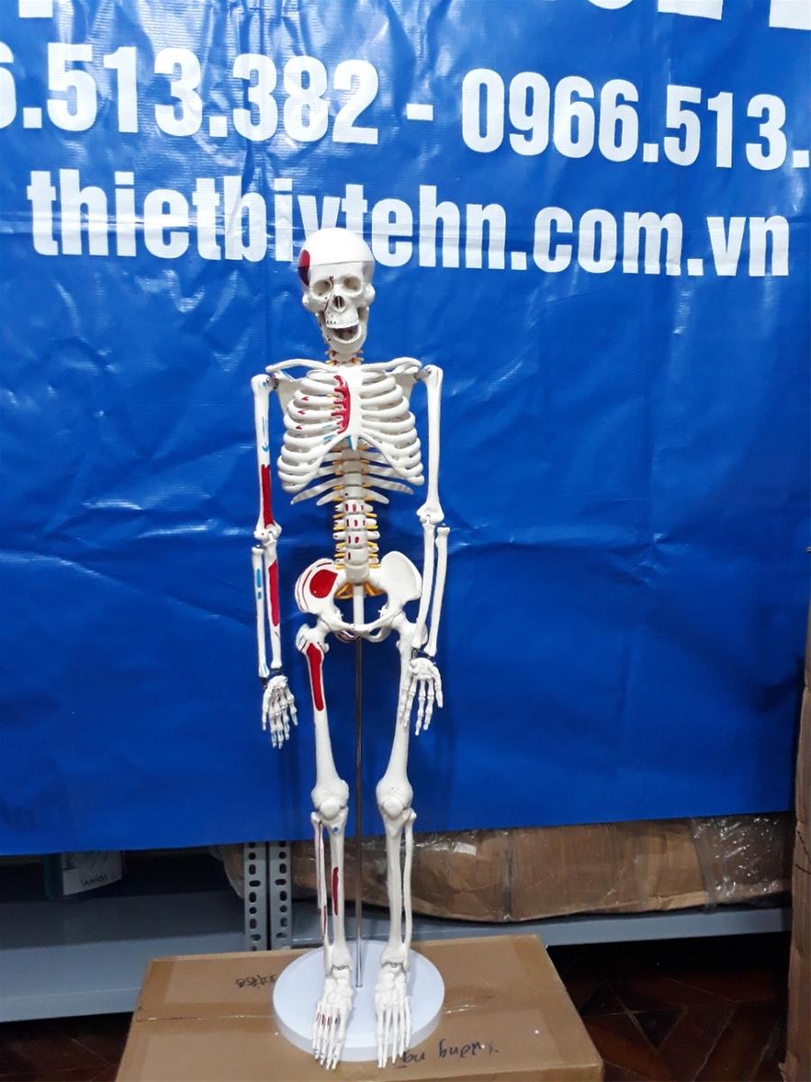 HCM]Mô hình xương người cao 85cm có rễ thần kinh từ cột sống ...