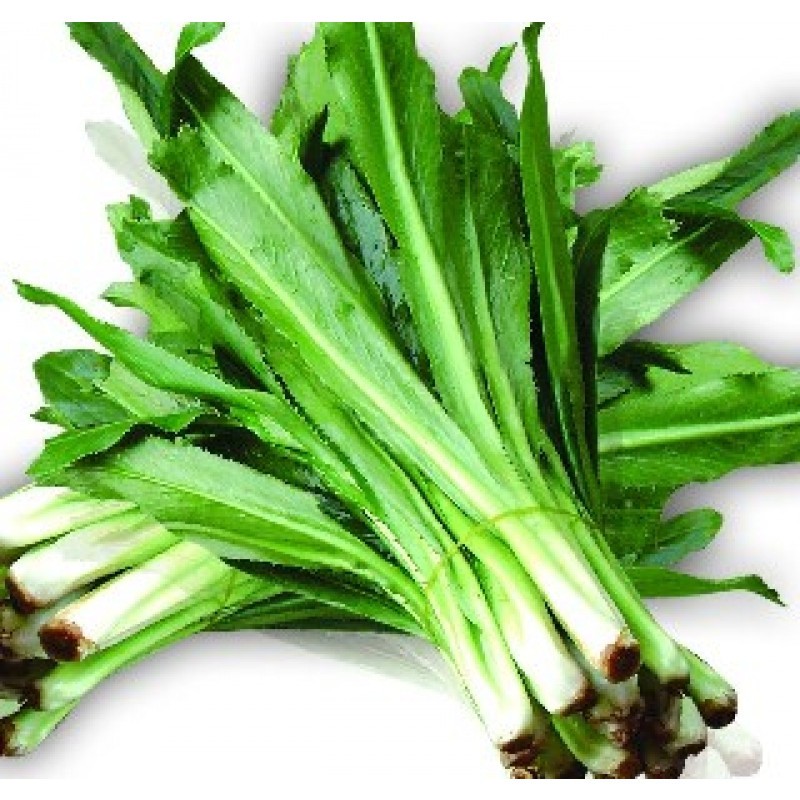 Hạt giống rau ngò gai