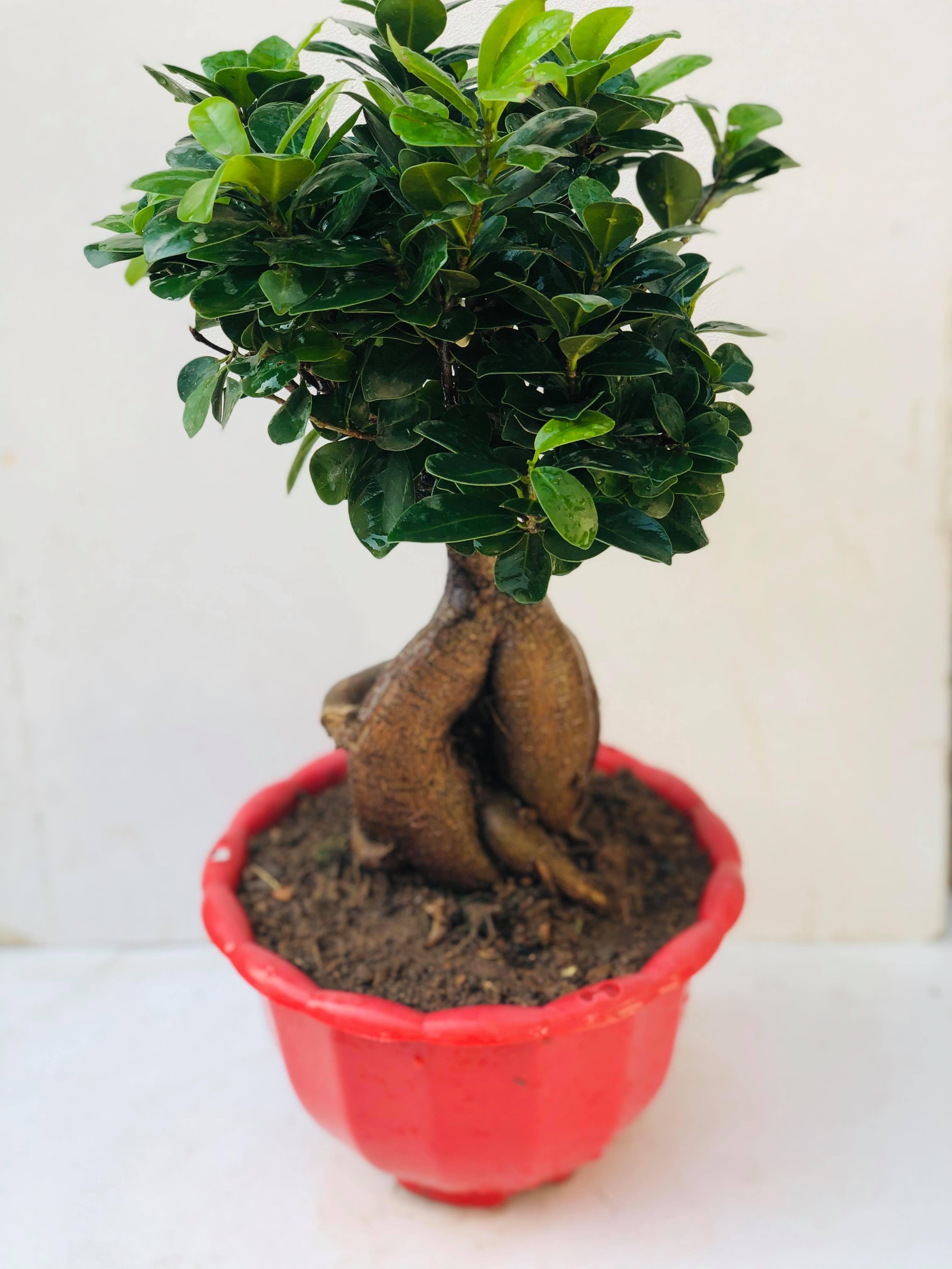 Cây bonsai si nhật
