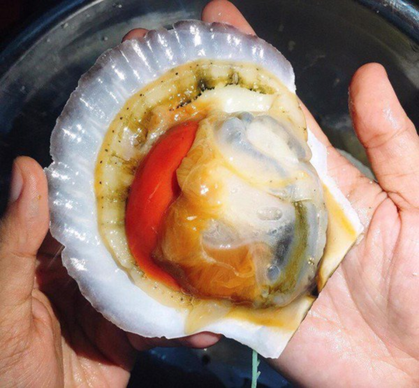 HCM - Sò Điệp Nhật nguyên con  1Kg