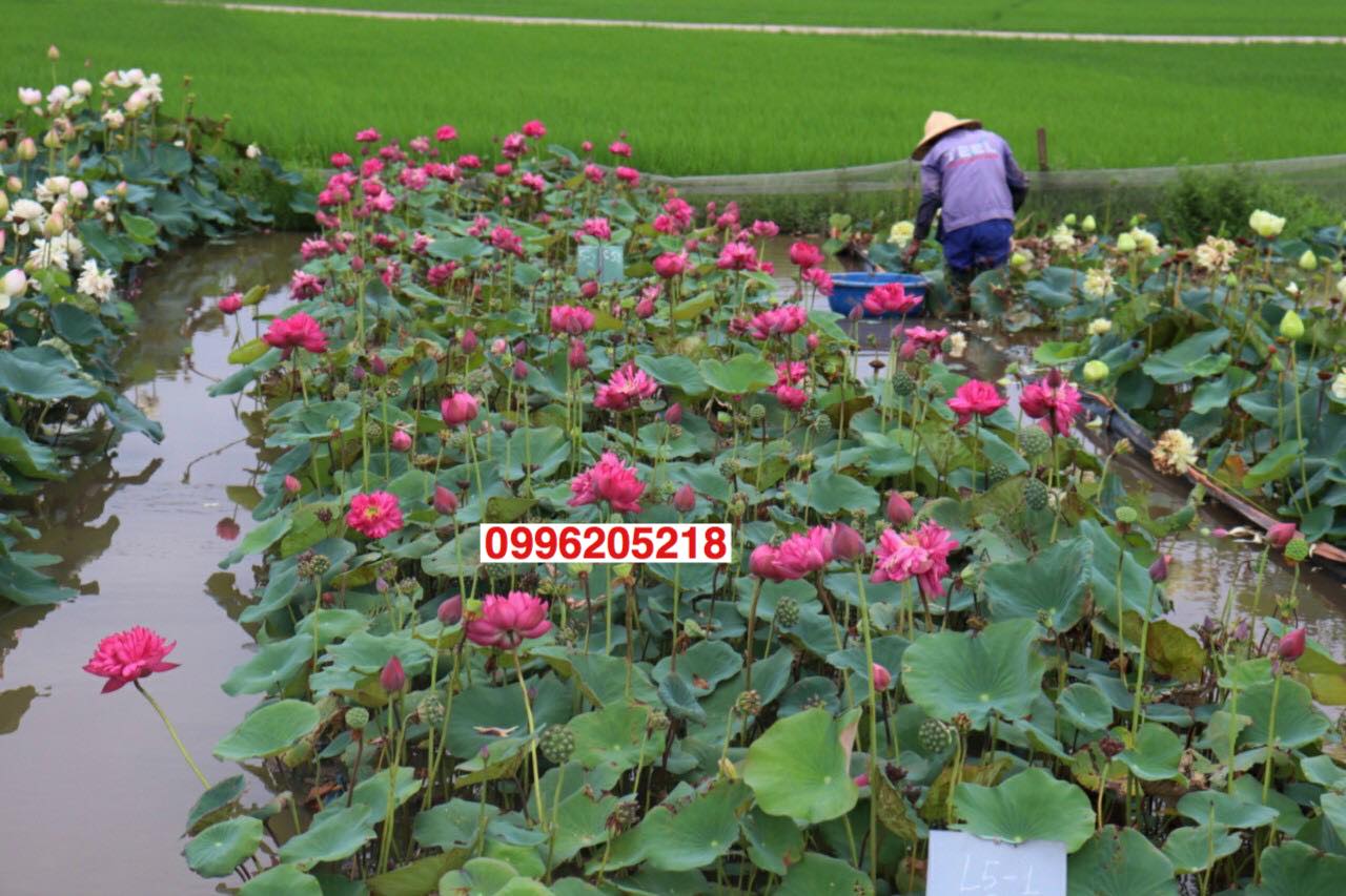 Củ Sen Thái Giống_ 10 màu_Ra Hoa Sau 1 Tháng Trồng