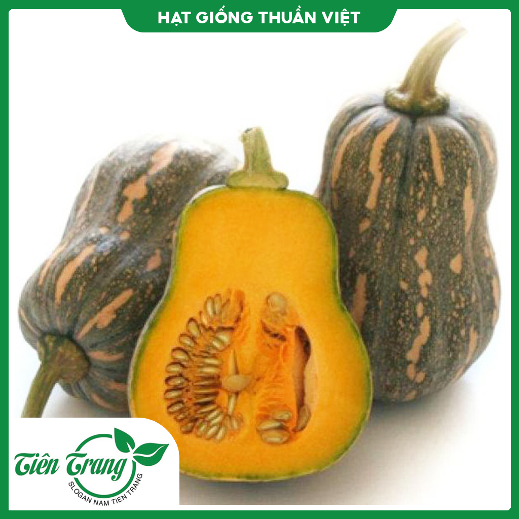 Hạt giống bí đỏ tròn - bí đỏ hạt đậu - bí đỏ dài