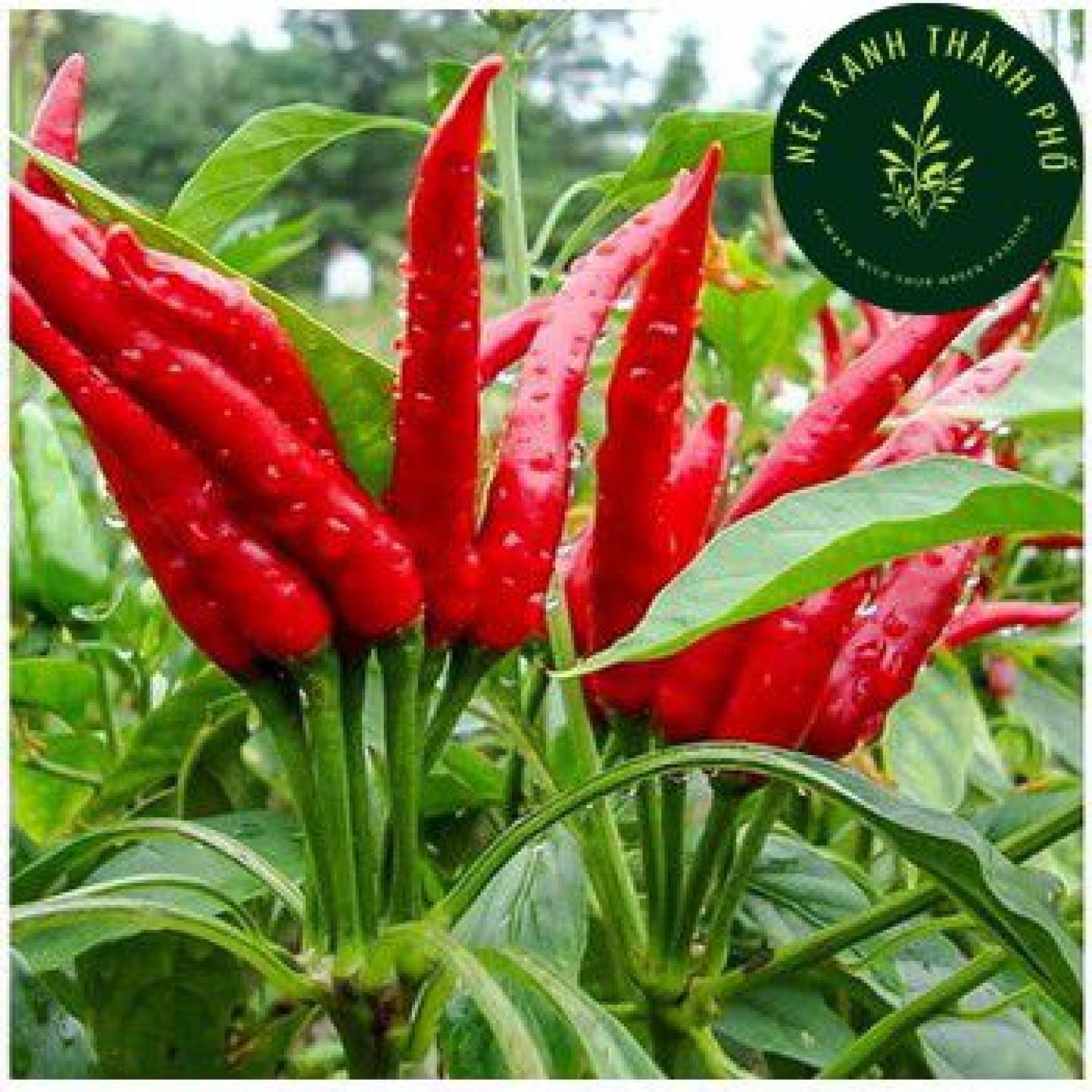 Hạt giống ớt hiểm chùm, lai f1 0.2gram