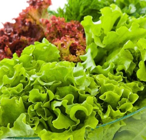 Hạt Giống Rau Xà Lách Mỡ - Xà Lách Búp - Xà Lách Xoong - Xà Lách Xoăn - Xà Lách Trồng Thủy Canh