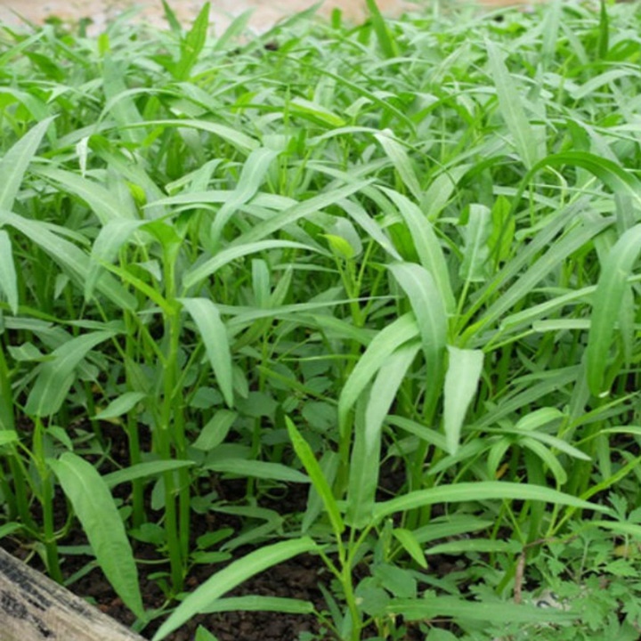 Hạt giống rau muốn gói 50gram
