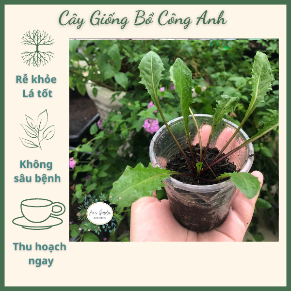 Cây giống Bồ Công Anh (Cây cao 10cm), cây thảo dược, cây hoa, dược liệu, giá rẻ
