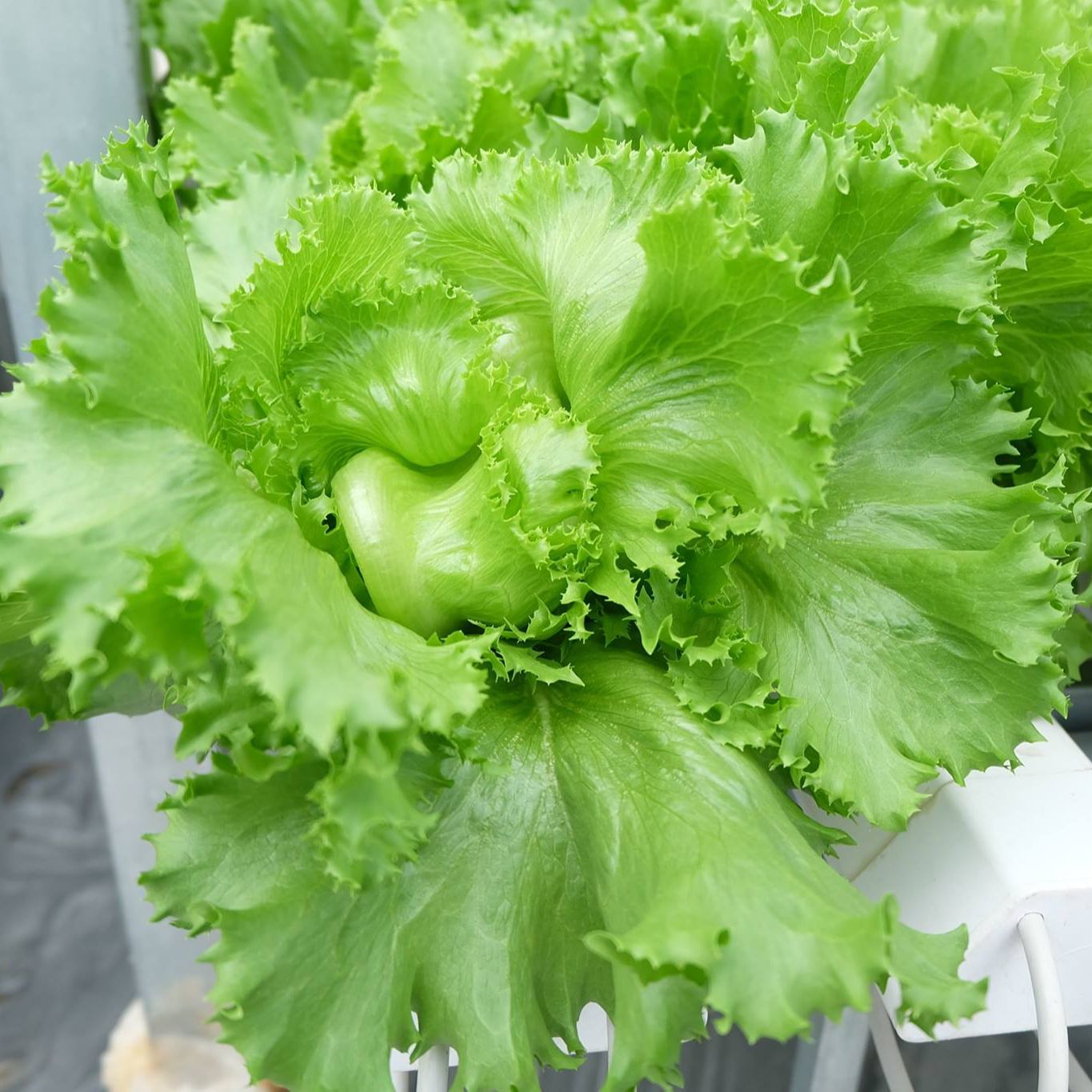 Hạt giống xà lách Minetto giòn ngọt, đóng gói 2gr