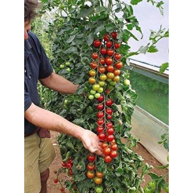 Hạt Giống Cà Chua Chuỗi Ngọc
