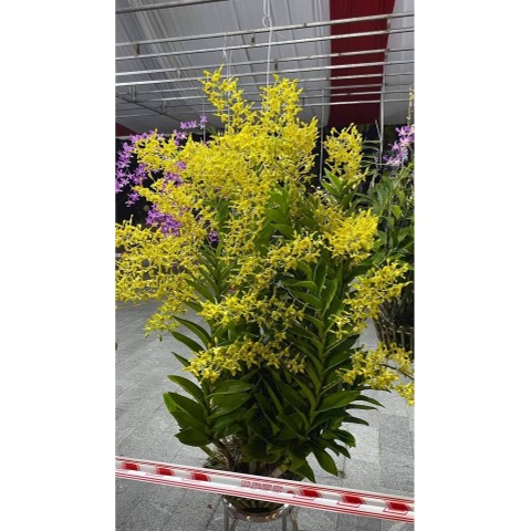 HOA LAN DENDRO NẮNG RỒNG XANH (THANH LONG)