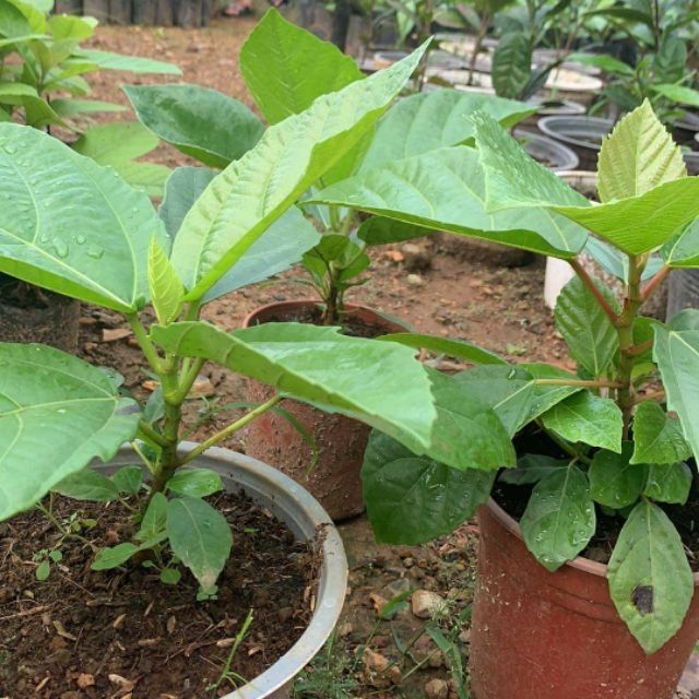 02 cây vả mật giống 30cm