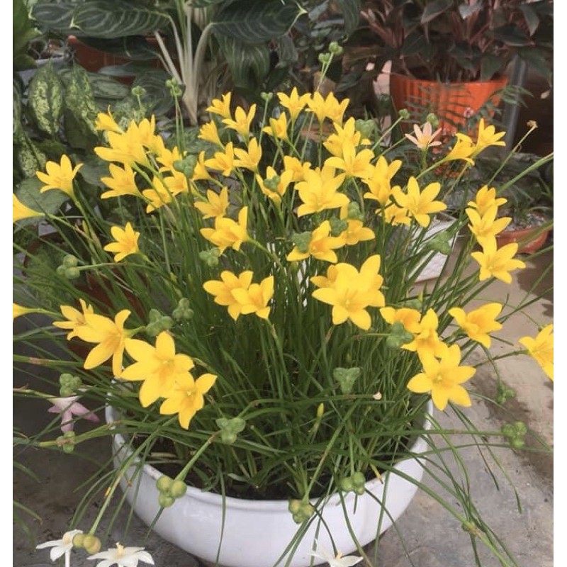 Củ huệ mưa ngoại Citrina chuẩn mặt hoa