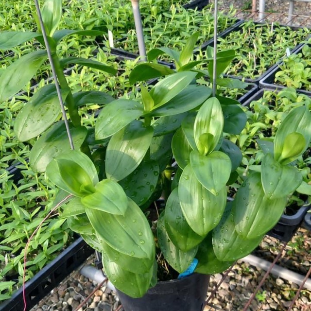 Hoa lan giả hạc, phi điệp lá mít VN322 cây cực đẹp