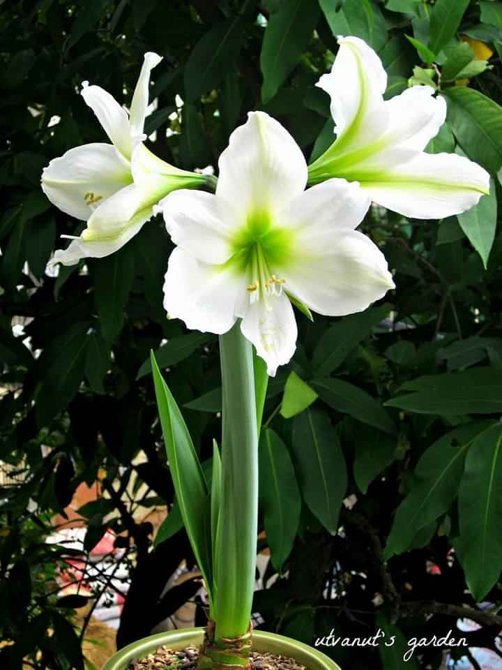 Củ hoa lan huệ tuyết thanh- đảm bảo chuẩn màu