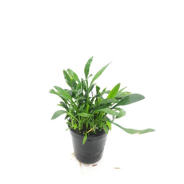 Cây Tiêu Thảo Parva - tiêu thảo mũi tên - cây thủy sinh