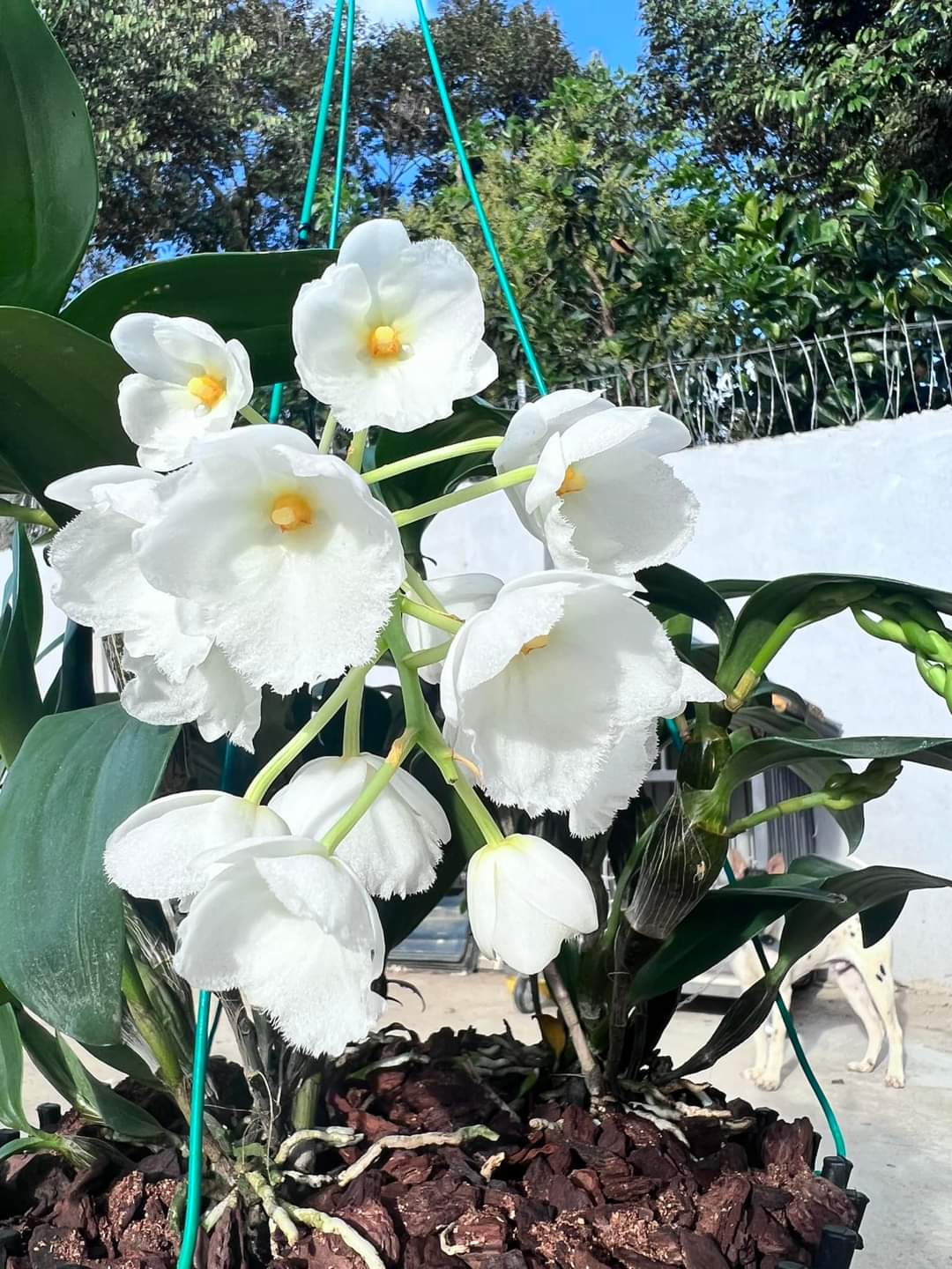 Hoa lan Kiều trắng hoa thơm, cây giống nhỏ