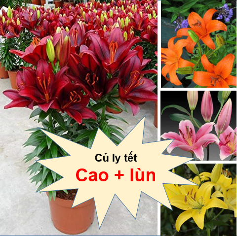 Củ hoa ly lùn - Trồng 30 ngày ra hoa - Hoa đẹp lâu tàn