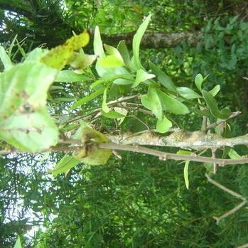 1KG TẦM GỬI  DÂU