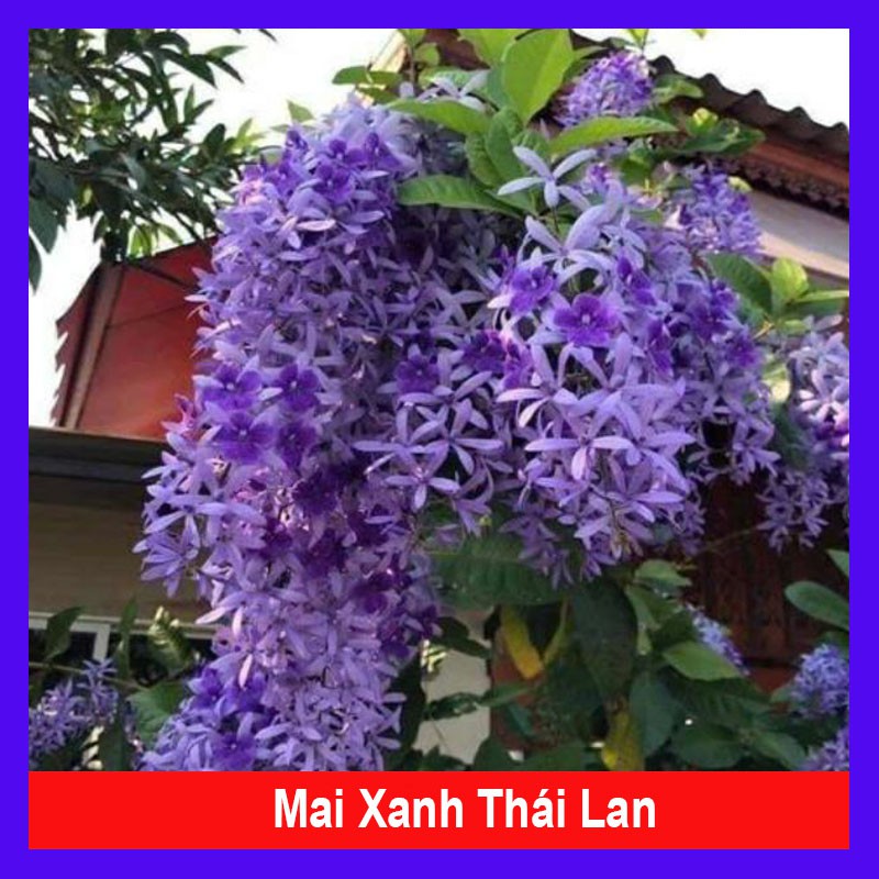 Cây mai xanh thái lan - Cây cảnh sân vườn trồng cổng rào ban công - cây cảnh sân vườn - caykiengsade