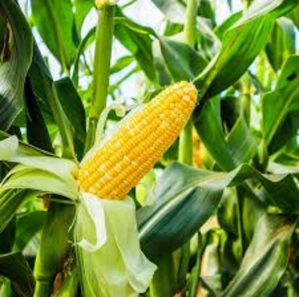 Hạt Giống Ngô Ngọt Thái. Túi 100 Hạt. Giá Khuyến Mại.