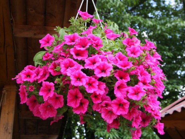 Combo 10 cây hoa Dạ Yên Thảo cấy mô hoa cánh đơn mix nhiều màu