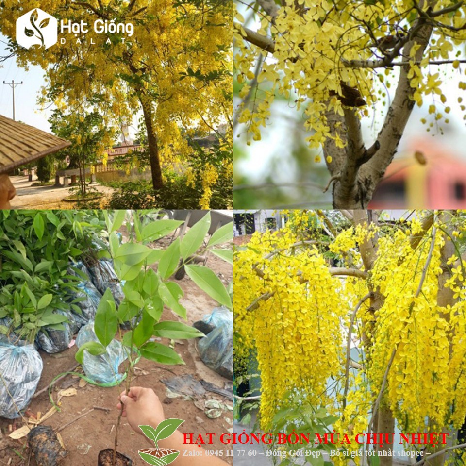 230a hạt giống hoa mai hoàng yến 10 hạt