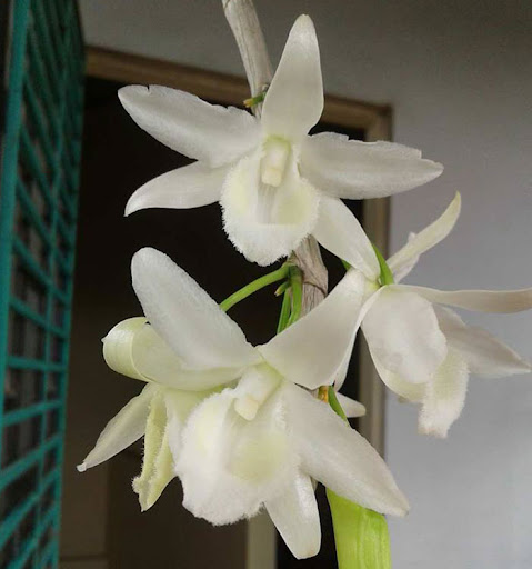 Phi điệp trắng thái hàng giống gieo hạt