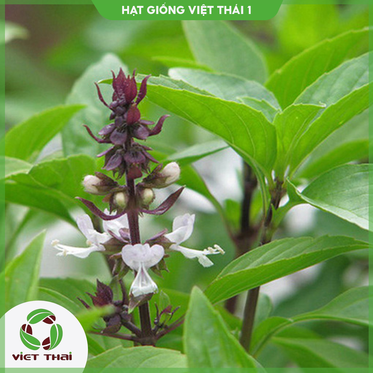 Hạt giống rau húng quế tn-30 - hgvt1