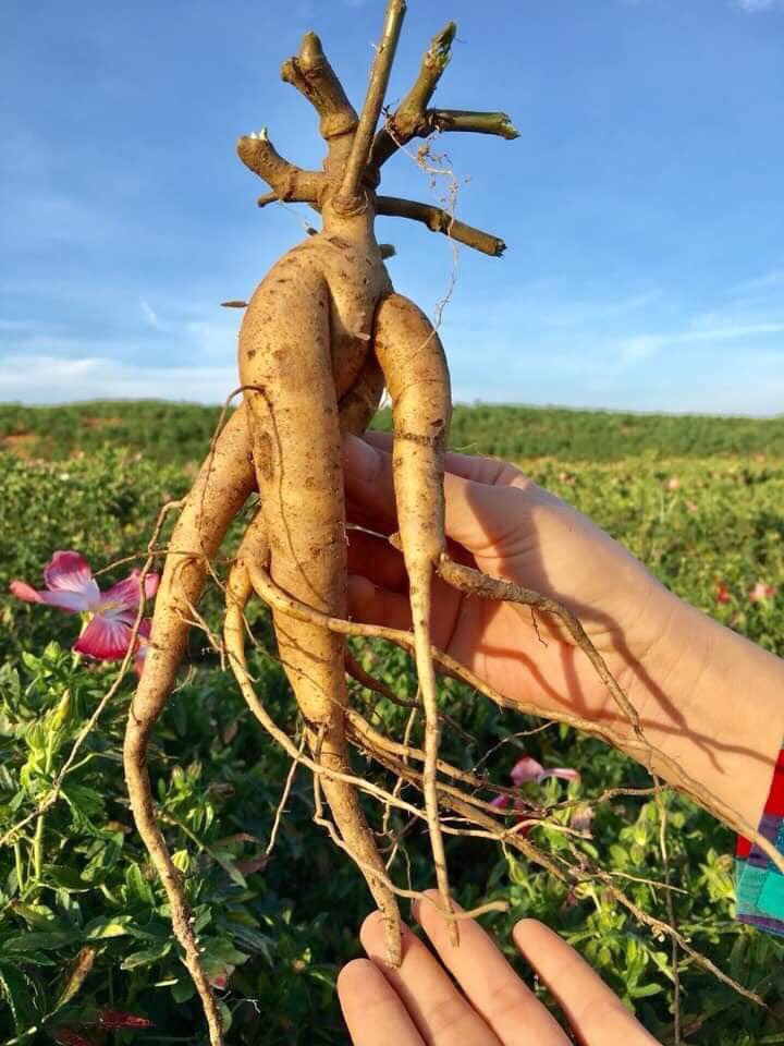 Nhân sâm tươi dùng để ngâm rượu - 690k/kg